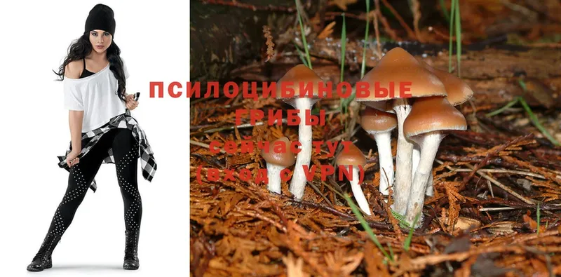 Псилоцибиновые грибы Psilocybine cubensis  Красноуфимск 